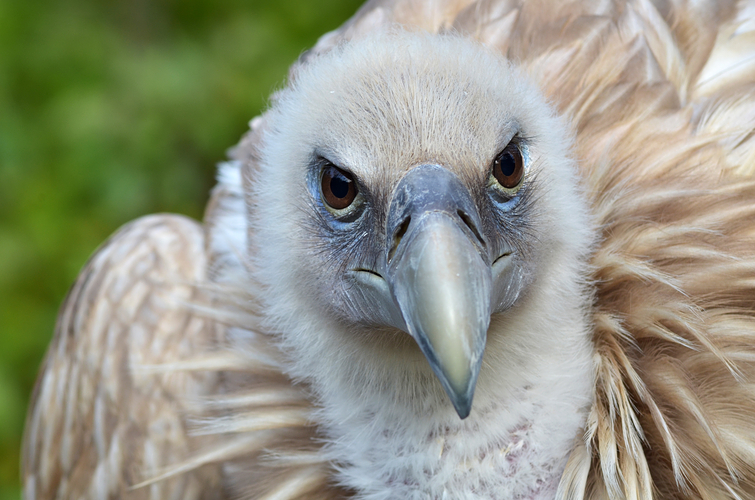 Schneegeier | Alice Wonderland